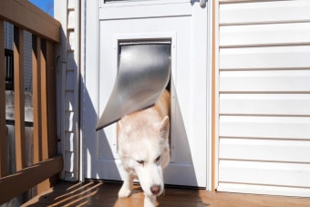 Dog-Door-2