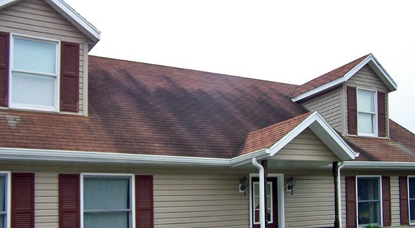 mold streaks on roof